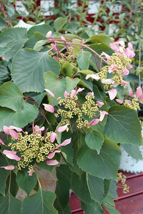  Pink Climbing Hydrangea - Schizophragma Hydrangeoides`Roseum' - 2 Gallon Pot