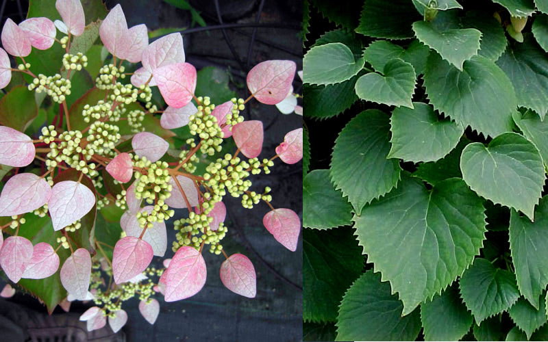  Pink Climbing Hydrangea - Schizophragma Hydrangeoides`Roseum' - 2 Gallon Pot