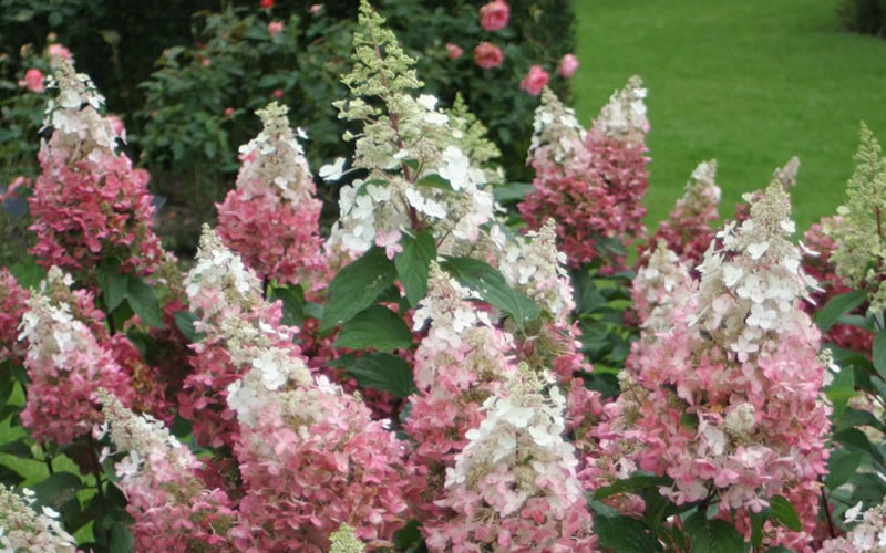 Pinky Winky Hydrangea - 3 Gallon Pot