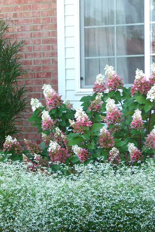  Pinky Winky Hydrangea - 3 Gallon Pot