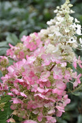  Pinky Winky Hydrangea - 3 Gallon Pot