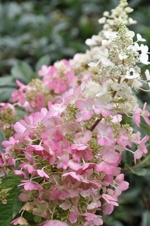  Pinky Winky Hydrangea - 3 Gallon Pot
