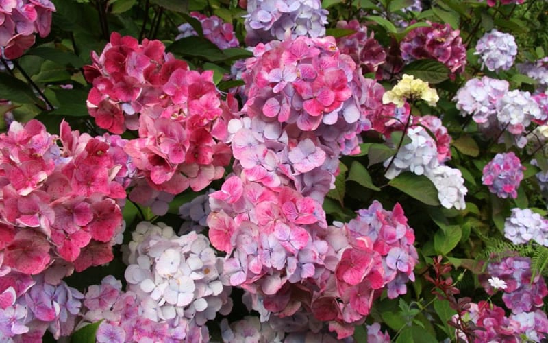  Preziosa Multi Color Hydrangea - 1 Gallon Pot