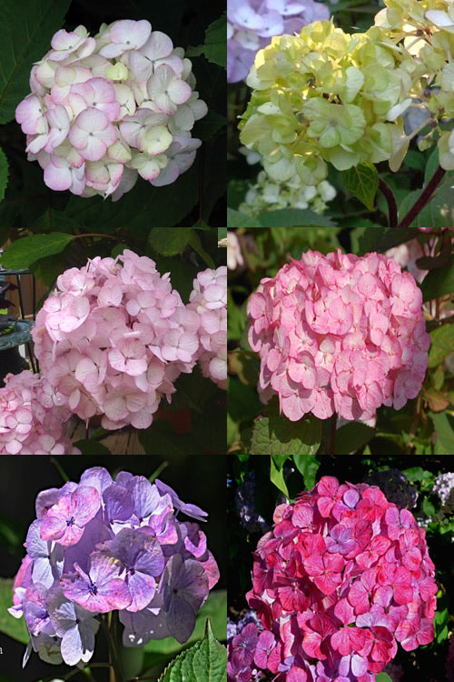  Preziosa Multi Color Hydrangea - 5 Gallon Pot