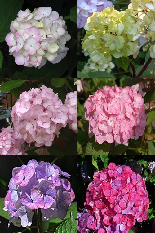  Preziosa Multi Color Hydrangea - 3 Gallon Pot