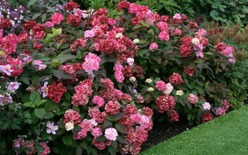  Preziosa Multi Color Hydrangea - 3 Gallon Pot