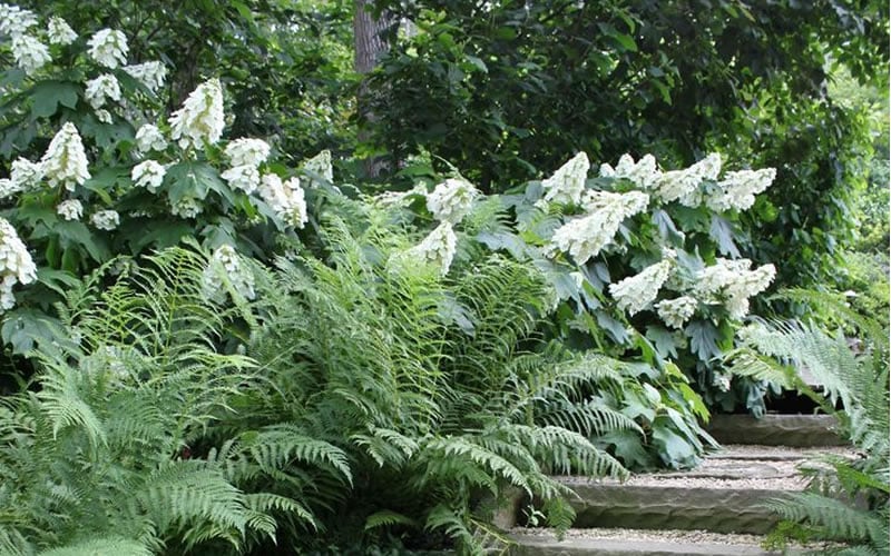  Alice Oakleaf Hydrangea - 3 Gallon Pot