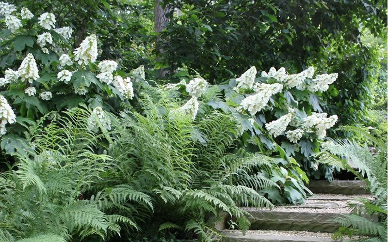  Oakleaf Hydrangea - 1 Gallon Pot
