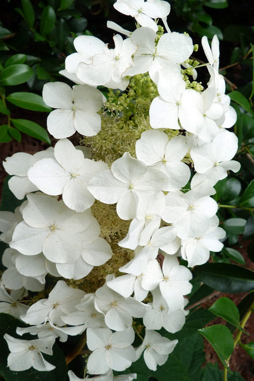  Semmes Beauty Oakleaf Hydrangea - 3 Gallon Pot