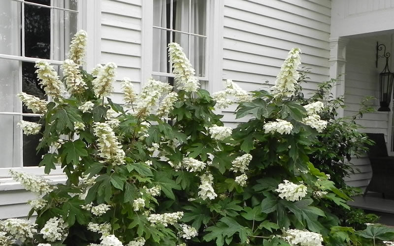  Semmes Beauty Oakleaf Hydrangea - 3 Gallon Pot