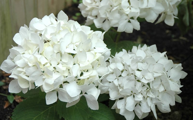  Sister Theresa Hydrangea - 3 Gallon Pot
