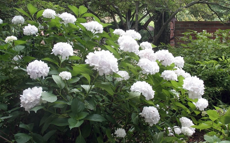  Sister Theresa Hydrangea - 1 Gallon Pot