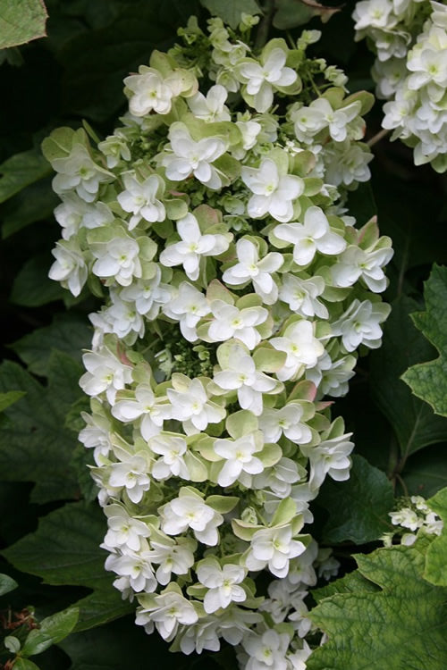  Snowflake Oakleaf Hydrangea - 1 Gallon Pot