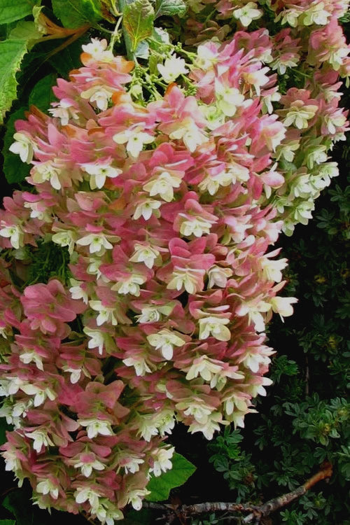  Snowflake Oakleaf Hydrangea - 1 Gallon Pot