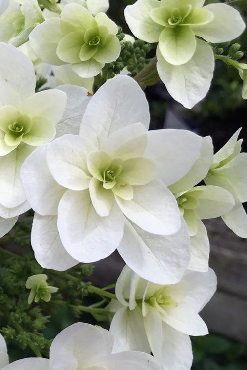  Snowflake Oakleaf Hydrangea - 3 Gallon Pot