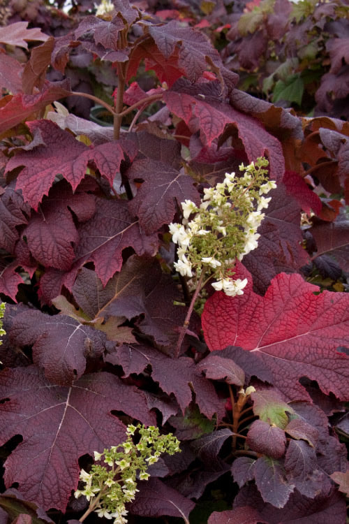  Snowflake Oakleaf Hydrangea - 1 Gallon Pot