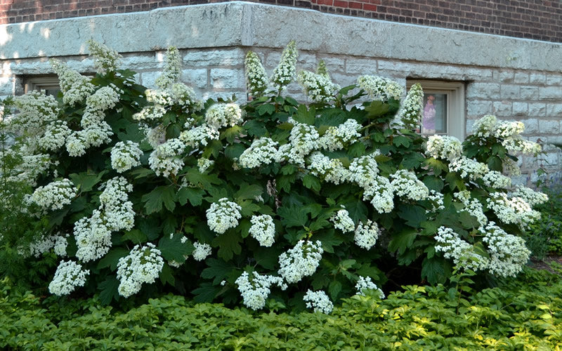  Snowflake Oakleaf Hydrangea - 1 Gallon Pot