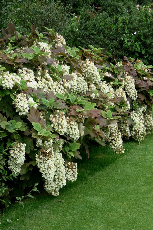  Snowflake Oakleaf Hydrangea - 2 Gallon Pot