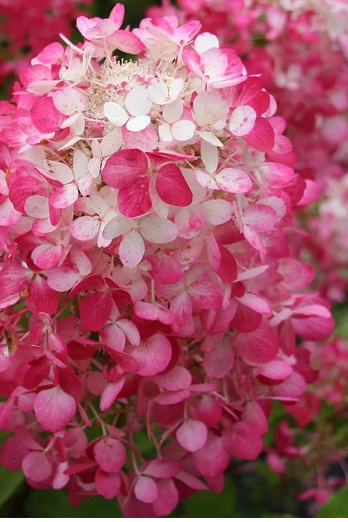  Strawberry Sundae Hydrangea - 3 Gallon Pot