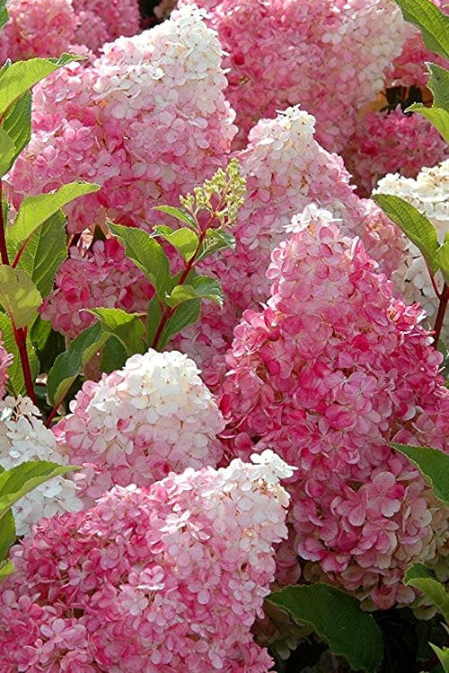  Strawberry Sundae Hydrangea - 1 Gallon Pot 