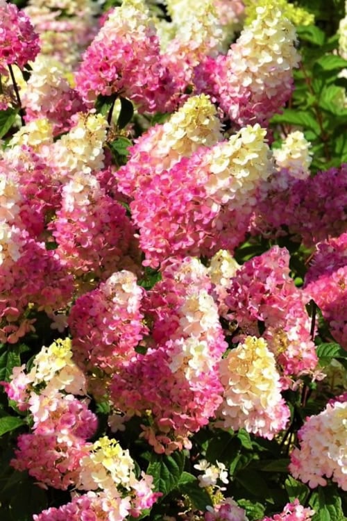  Strawberry Sundae Hydrangea - 3 Gallon Pot