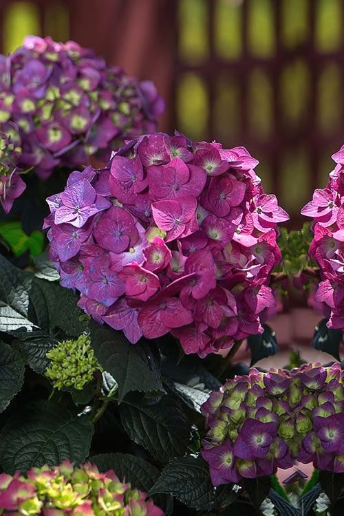  Summer Crush Endless Summer Hydrangea - 7 Gallon Pot