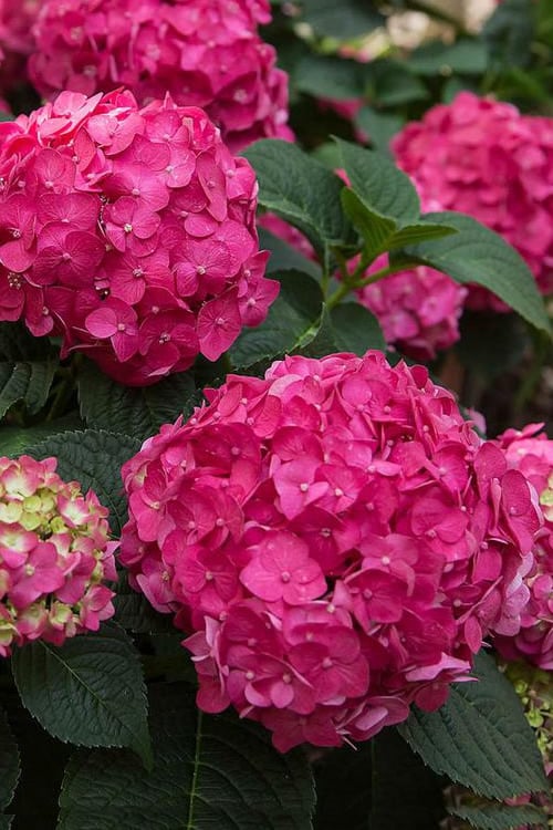  Summer Crush Endless Summer Hydrangea - 7 Gallon Pot