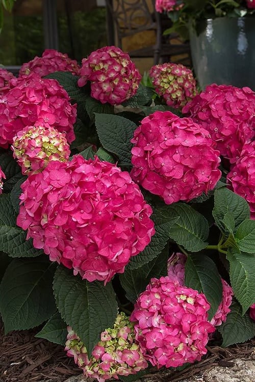  Summer Crush Endless Summer Hydrangea - 6 Gallon Pot