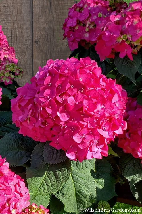  Summer Crush Endless Summer Hydrangea - 6 Gallon Pot