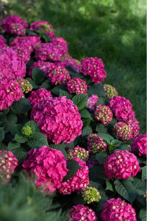  Summer Crush Endless Summer Hydrangea - 3 Gallon Pot