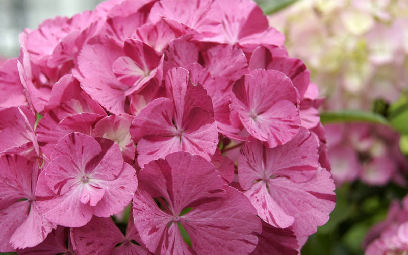  Sweet Fantasy Hydrangea - 3 Gallon Pot