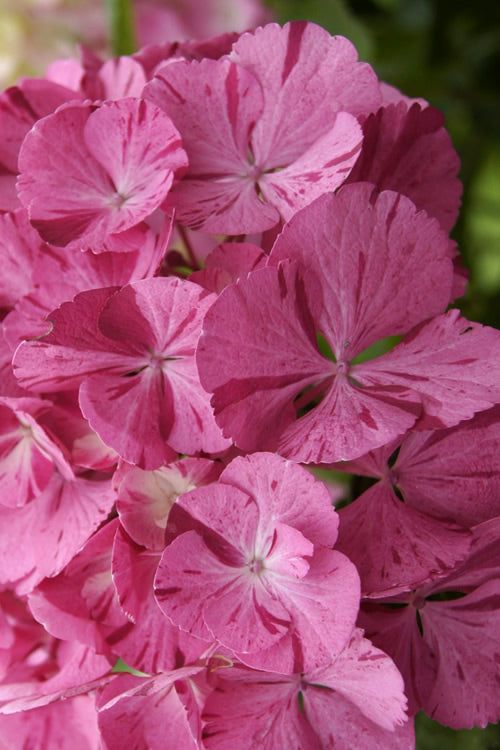  Sweet Fantasy Hydrangea - 3 Gallon Pot