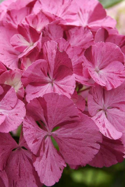  Sweet Fantasy Hydrangea - 3 Gallon Pot