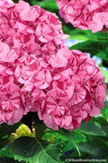  Sweet Fantasy Hydrangea - 3 Gallon Pot