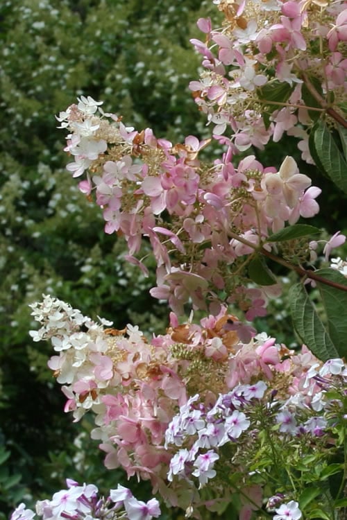  Tardiva Hydrangea - 3 Gallon Pot 