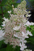  Tardiva Hydrangea - 3 Gallon Pot 