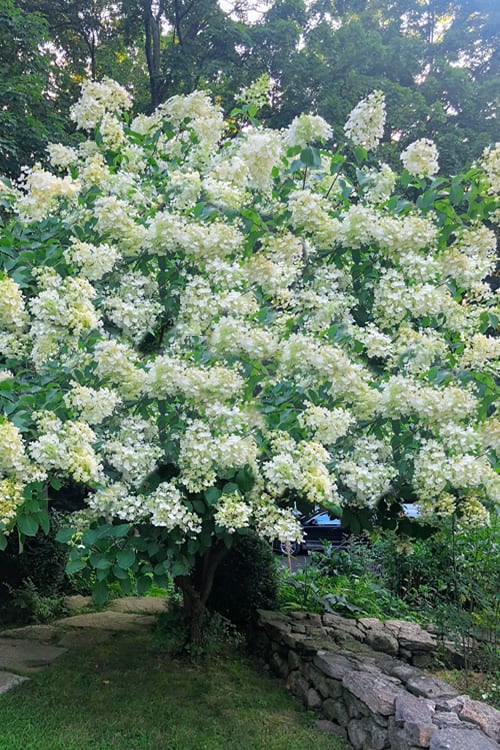  Tardiva Hydrangea - 3 Gallon Pot 