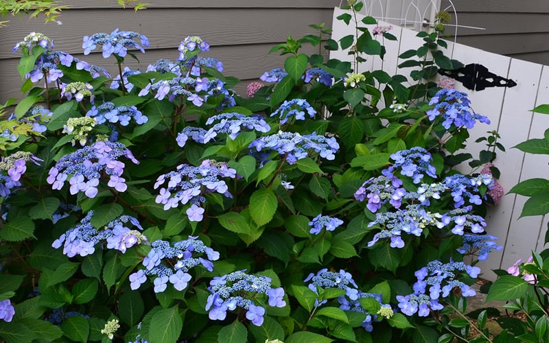  Twist-N-Shout Endless Summer Hydrangea - 1 Gallon Pot