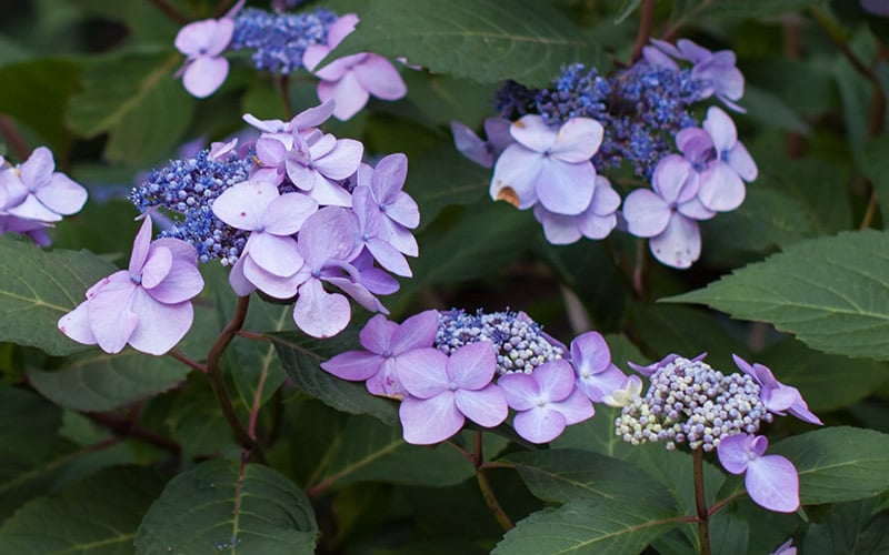  Twist-N-Shout Endless Summer Hydrangea - 1 Gallon Pot