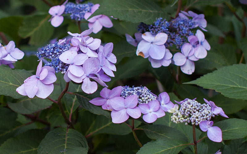  Twist-N-Shout Endless Summer Hydrangea - 3 Gallon Pot