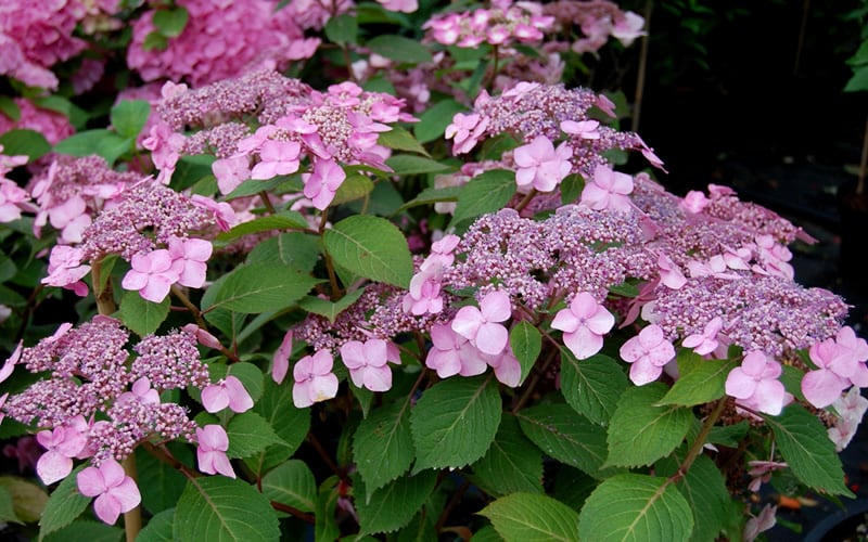  Twist-N-Shout Endless Summer Hydrangea - 1 Gallon Pot