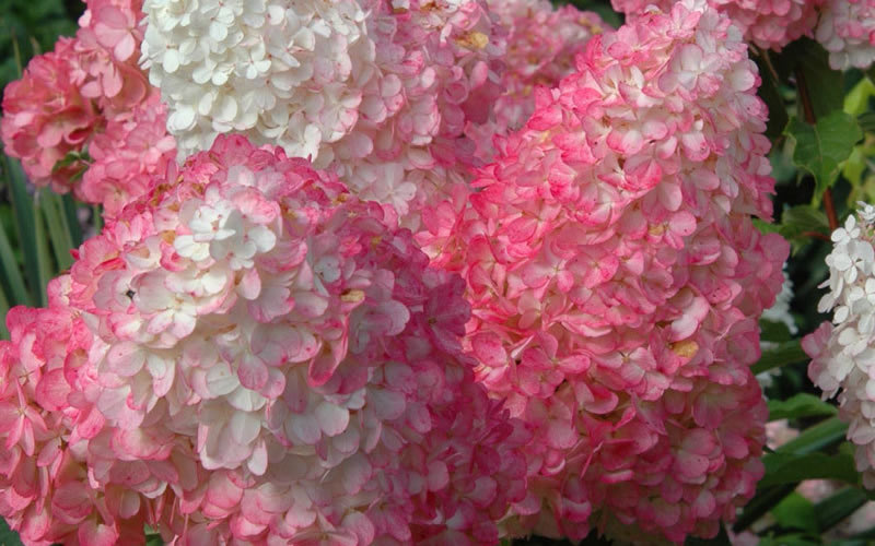  Vanilla Strawberry Hydrangea (Single Trunk Tree Form) - 3 Gallon Pot
