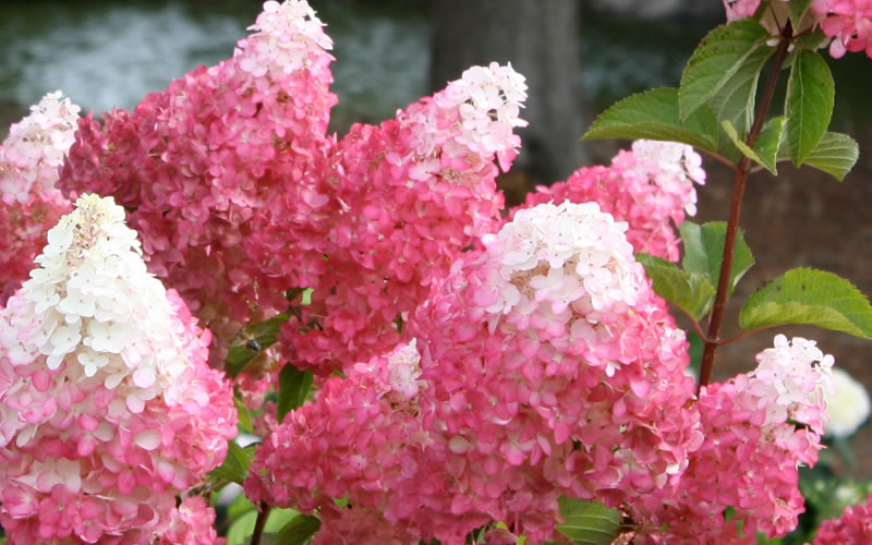  Vanilla Strawberry Hydrangea - 1 Gallon Pot