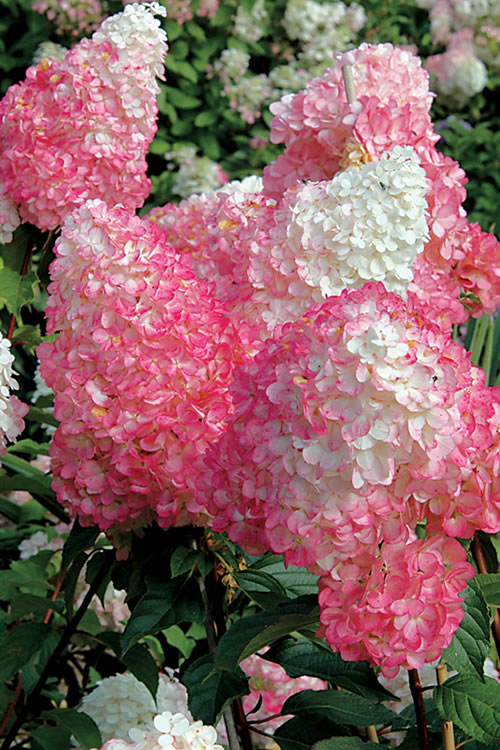  Vanilla Strawberry Hydrangea (Single Trunk Tree Form) - 3 Gallon Pot