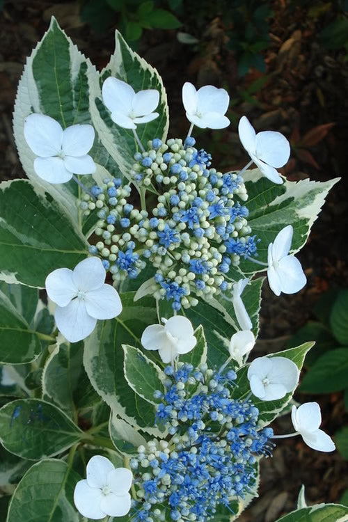  Mariesii Variegated Lacecap Hydrangea - 3 Gallon Pot