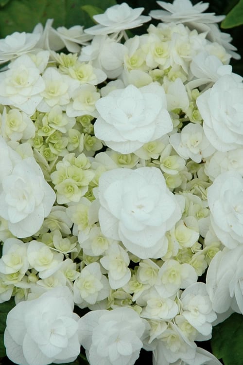  Double Delights Wedding Gown Lacecap Hydrangea - 3 Gallon Pot