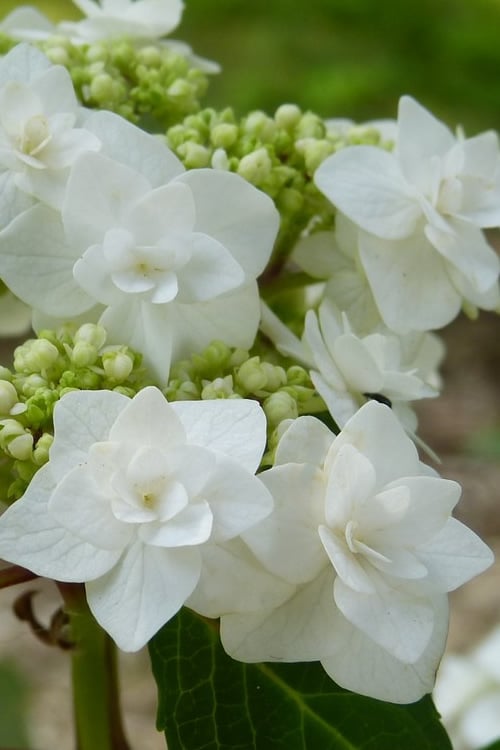  Double Delights Wedding Gown Lacecap Hydrangea - 3 Gallon Pot