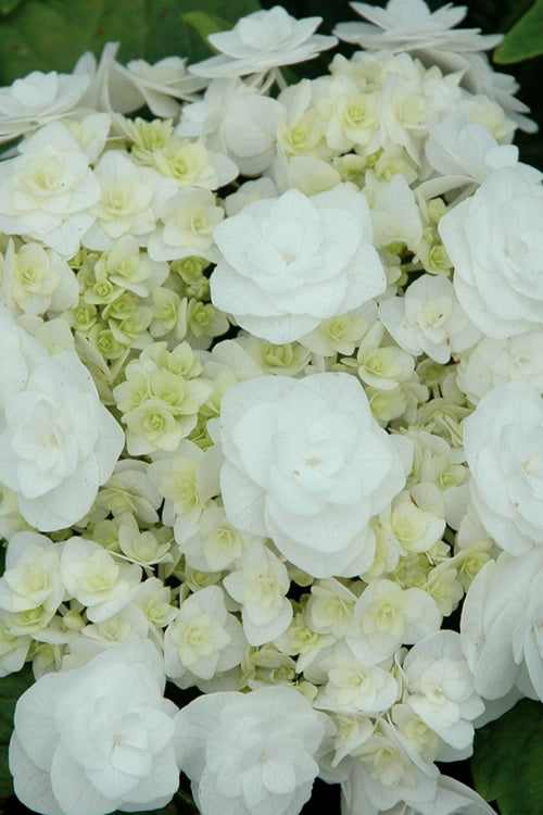  Double Delights Wedding Gown Lacecap Hydrangea - 3 Gallon Pot