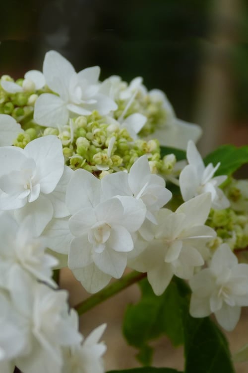  Double Delights Wedding Gown Lacecap Hydrangea - 3 Gallon Pot