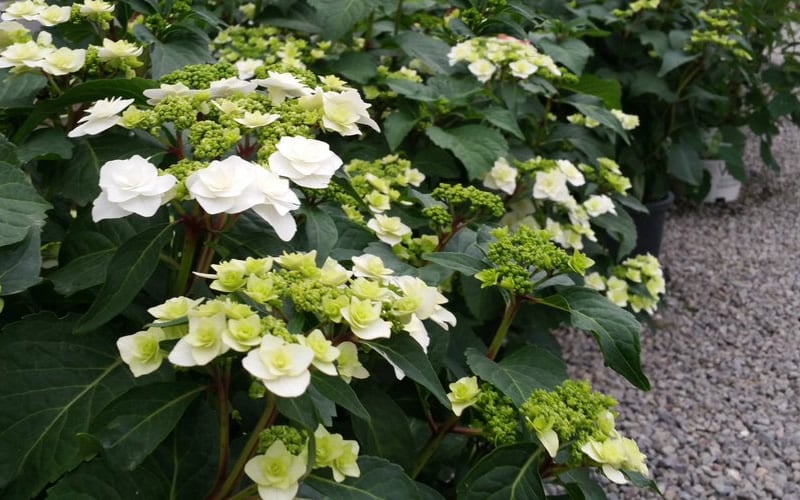  Double Delights Wedding Gown Lacecap Hydrangea - 3 Gallon Pot